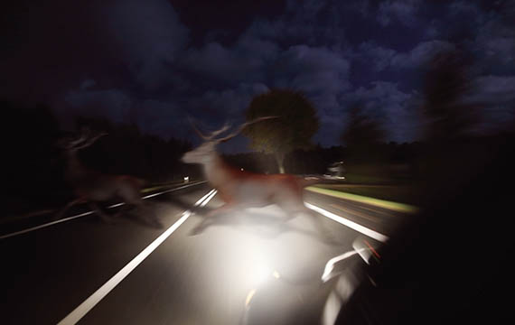 a deer, illuminated by headlights, darts across a roadway