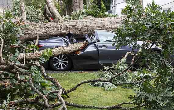 A crushed car by a tree.
