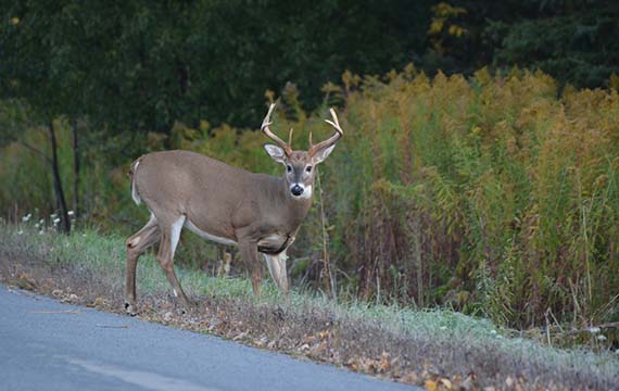 A deer beside road